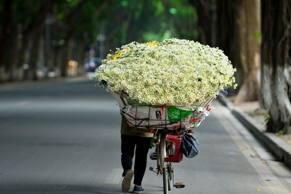 White chrysanthemums blooming in Hanoi's autumn flower garden